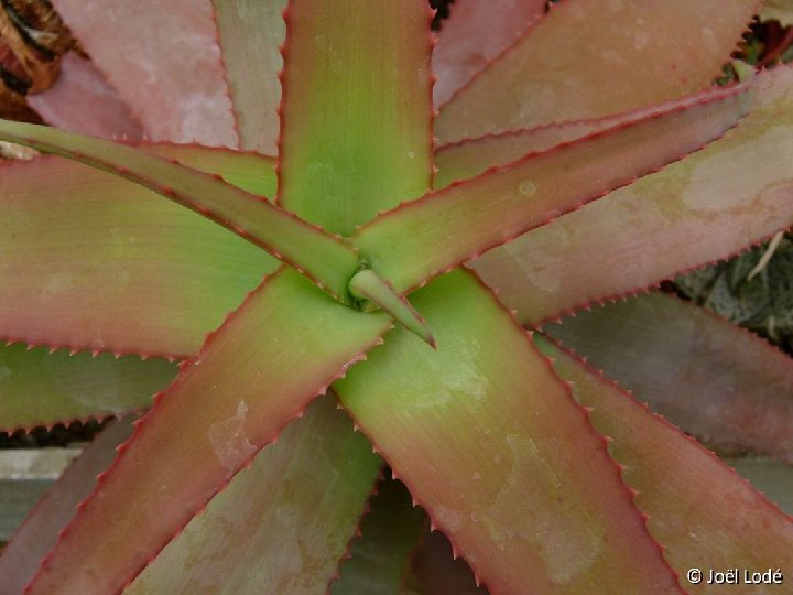 Aloe spicata P1120619